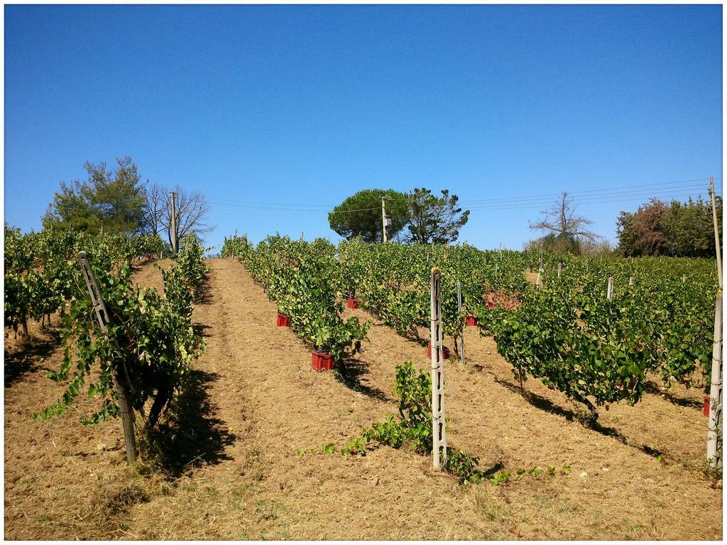 Agriturismo San Giusto Montiano  Luaran gambar
