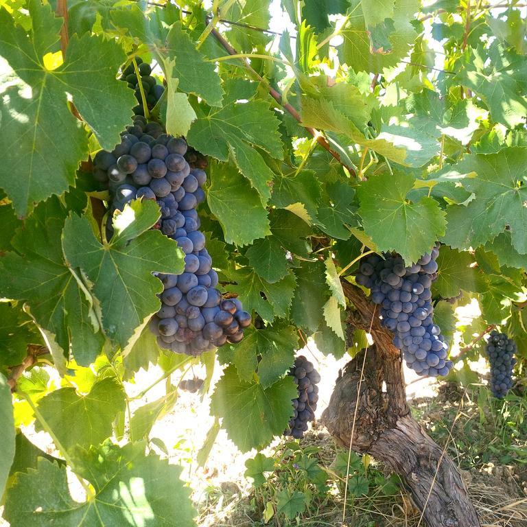 Agriturismo San Giusto Montiano  Luaran gambar